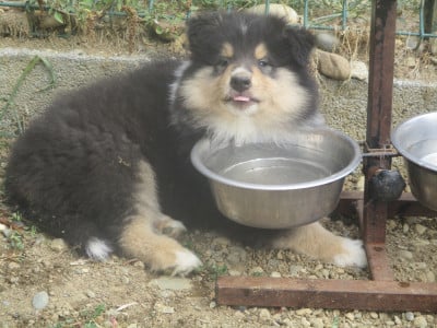 Les chiots de Colley à poil long