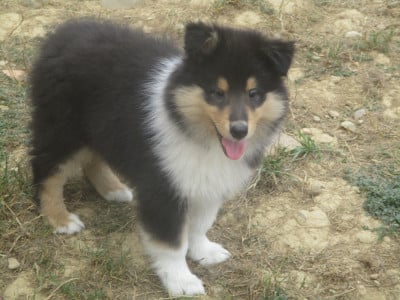 Les chiots de Colley à poil long