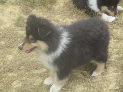 Les chiots de Colley à poil long