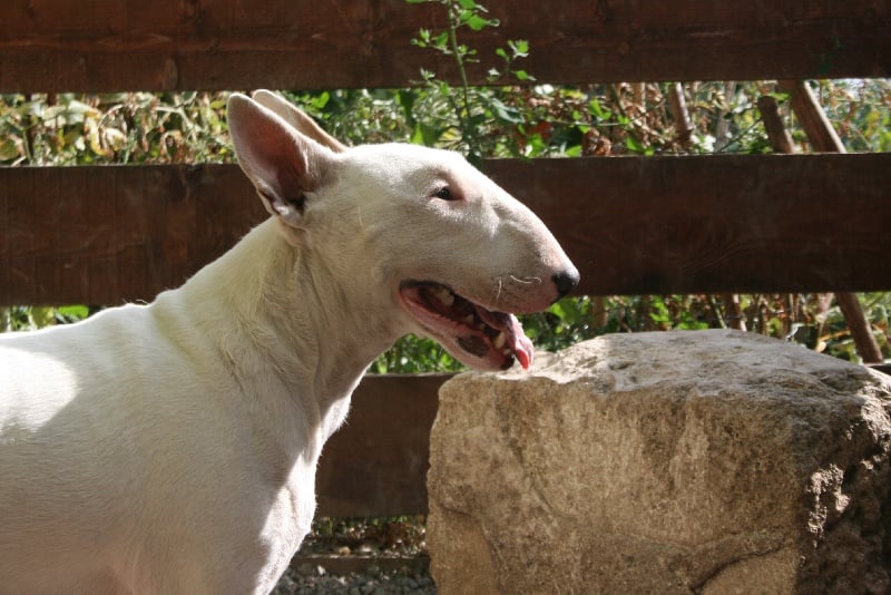 Flour floures lou Prouvencaou