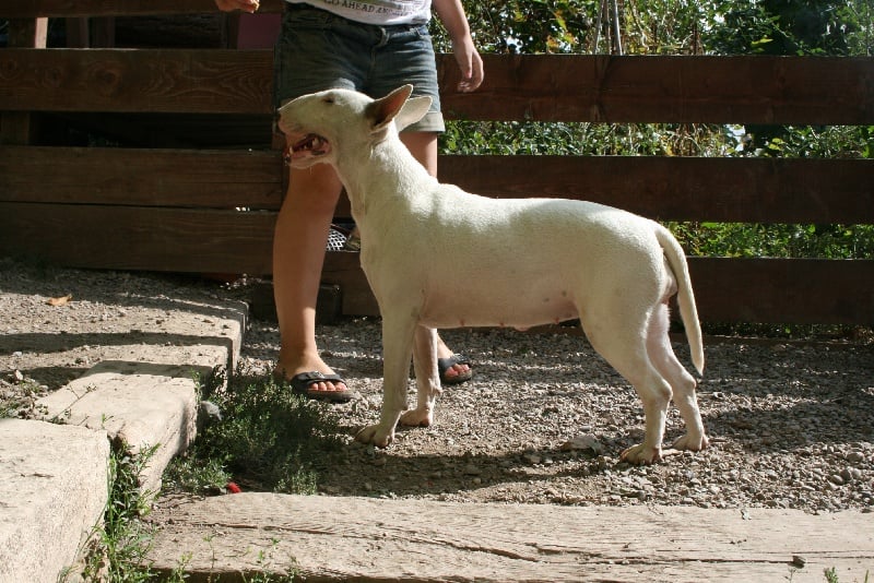 Flour floures lou Prouvencaou