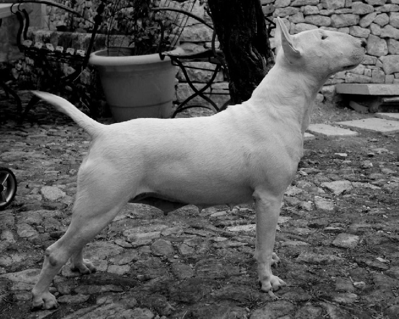 Publication : lou Prouvencaou