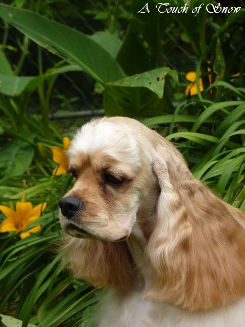 Publication : A touch of snow