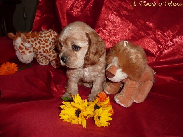 Publication : A touch of snow