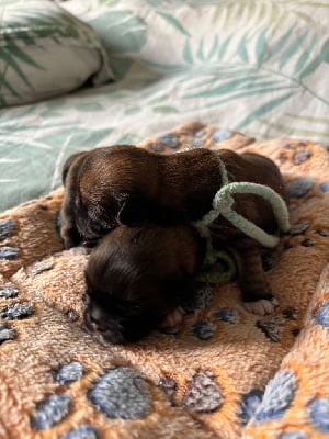 Les chiots de Lhassa Apso