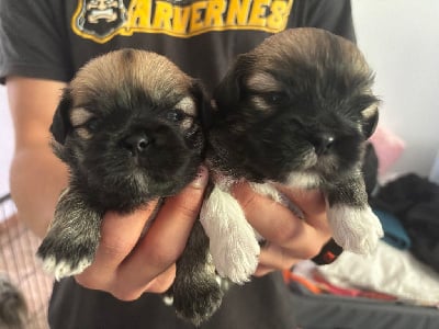 Les chiots de Lhassa Apso
