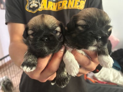 Les chiots de Lhassa Apso