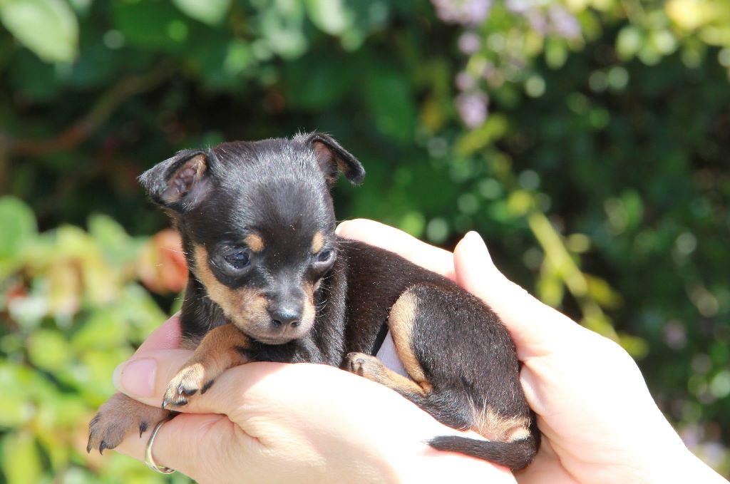 Chiot Elevage Du Bois Deden éleveur De Chiens Russkiy