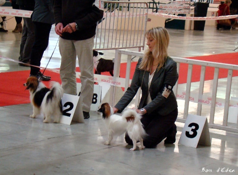 CH. Hello kitty du Bois d'Eden - 1er Exc et Meilleur Jeune