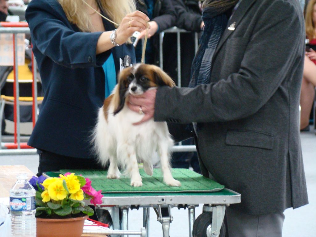 CH. Hello kitty du Bois d'Eden - 1° Excellent CACS CACIB et Meilleur de Race