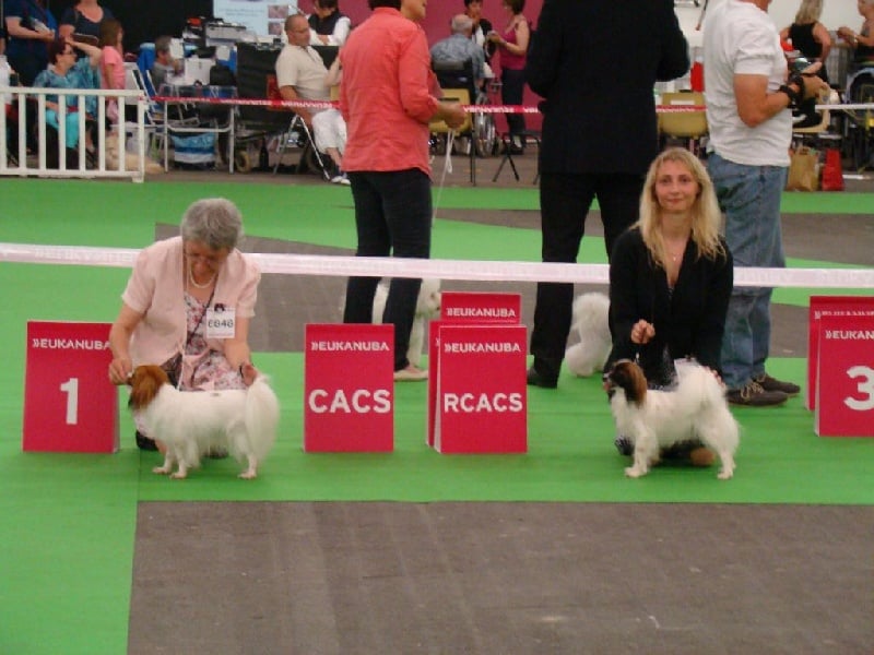 CH. Hello kitty du Bois d'Eden - 2ème Exc. RCACS et RCACIB
