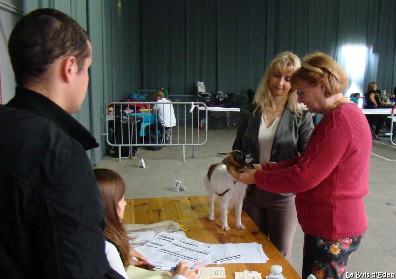 CH. Hello kitty du Bois d'Eden - Très Prometteur et Meilleur Puppy !!!