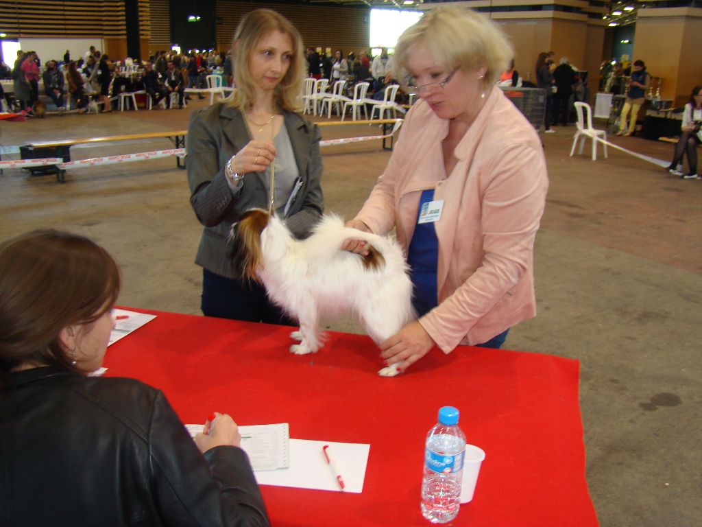 CH. Hello kitty du Bois d'Eden - 1° Excellent CACS RCACIB