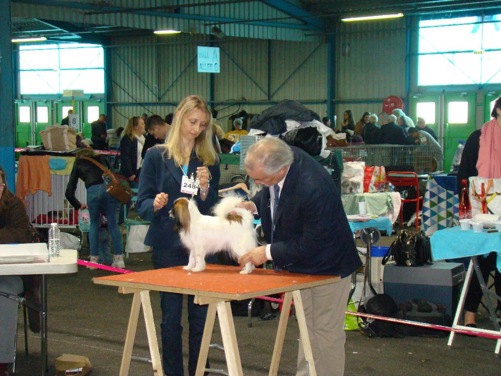 CH. Hello kitty du Bois d'Eden - 1° Excellent CACS CACIB et Meilleur de Race