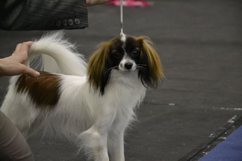 CH. Hello kitty du Bois d'Eden - 2ème Excellent et confirmée