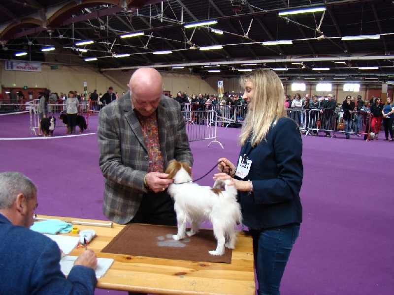 CH. Hello kitty du Bois d'Eden - 1er Excellent et CACS