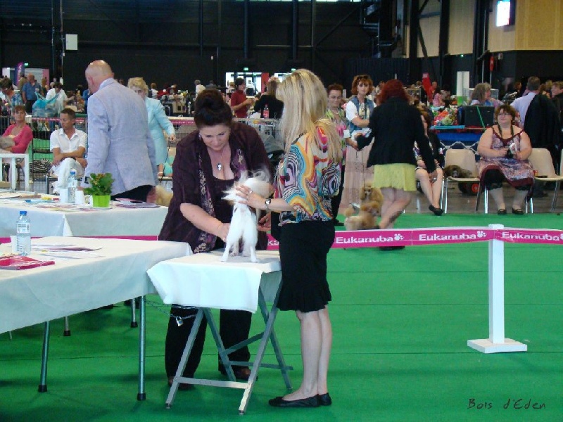 CH. Hello kitty du Bois d'Eden - 2ème Excellent et RCACS
