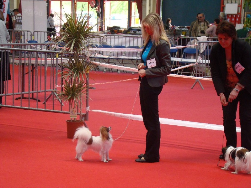 CH. Hello kitty du Bois d'Eden - 2° Excellent RCACS et RCACIB