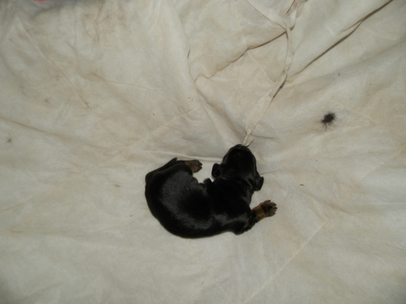 Setter Gordon - De la chaume rigault