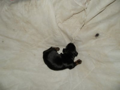 Les chiots de Setter Gordon