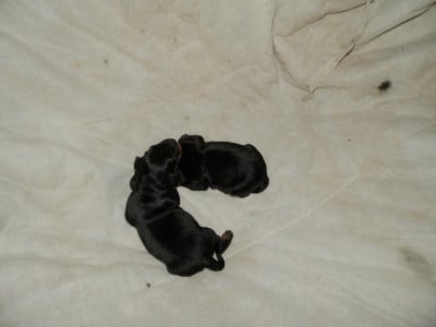Les chiots de Setter Gordon