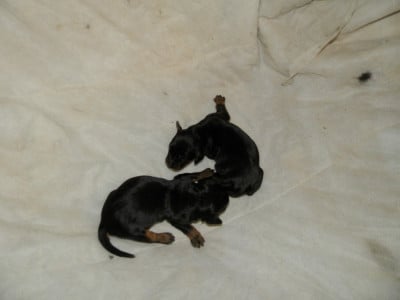 Les chiots de Setter Gordon