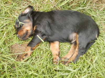 Les chiots de Setter Gordon