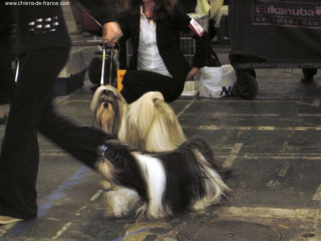 CH. Asian kung fu Kakou de Neguyland - 3eme Excellent classe ouverte