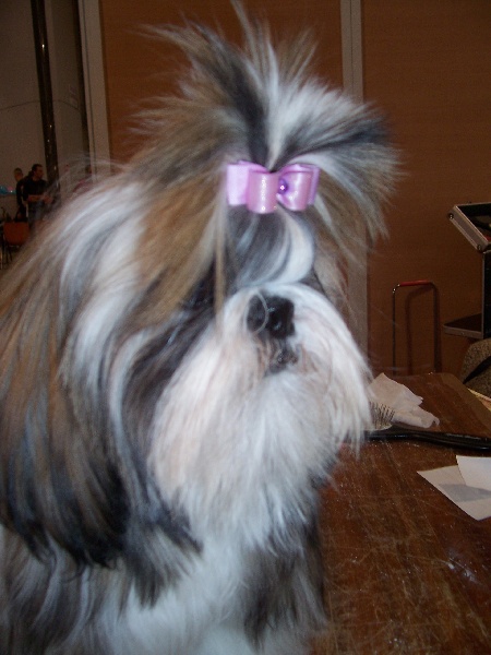 Divhyne dame de coeur Kakou de Neguyland - Trés prometteur / Meilleur puppy