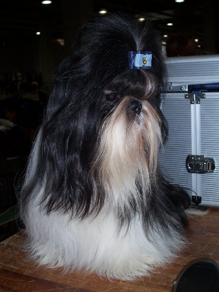 CH. Asian kung fu Kakou de Neguyland - CAC/CACIB 1er excellent classe ouverte