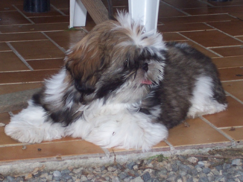 Divhyne dame de coeur Kakou de Neguyland - Trés prometteur / Meilleur baby