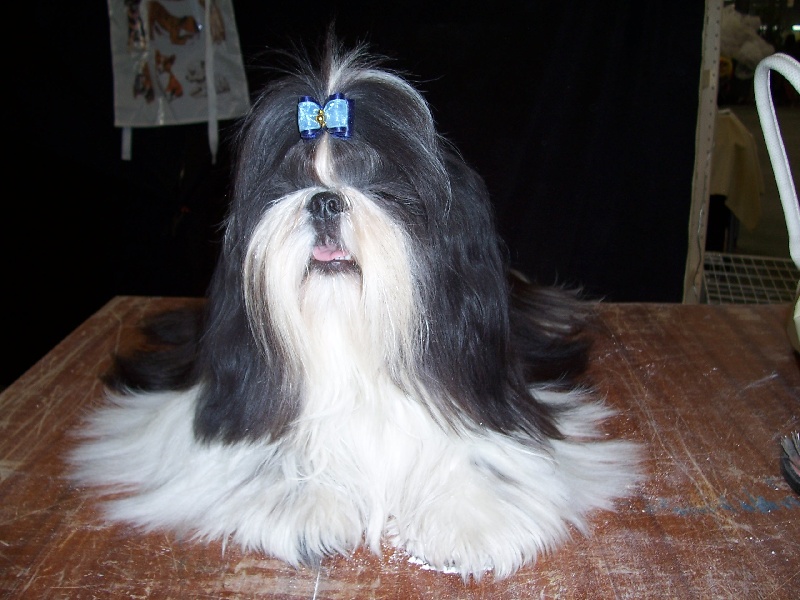 CH. Asian kung fu Kakou de Neguyland - CACS/CACIB 1er excellent classe ouverte