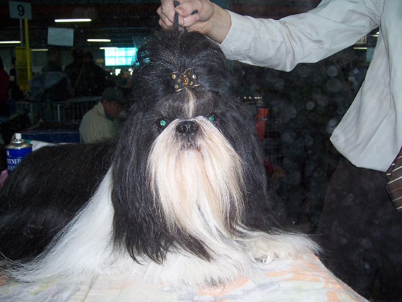 CH. Asian kung fu Kakou de Neguyland - RCACS/RCACIB 2ème excellent classe ouverte