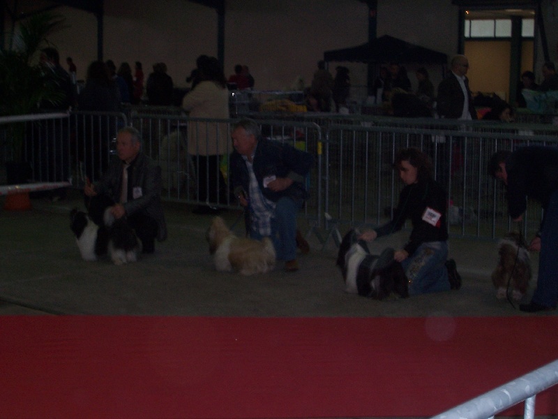 CH. Asian kung fu Kakou de Neguyland - RCACS 1er Excellent classe intermediaire