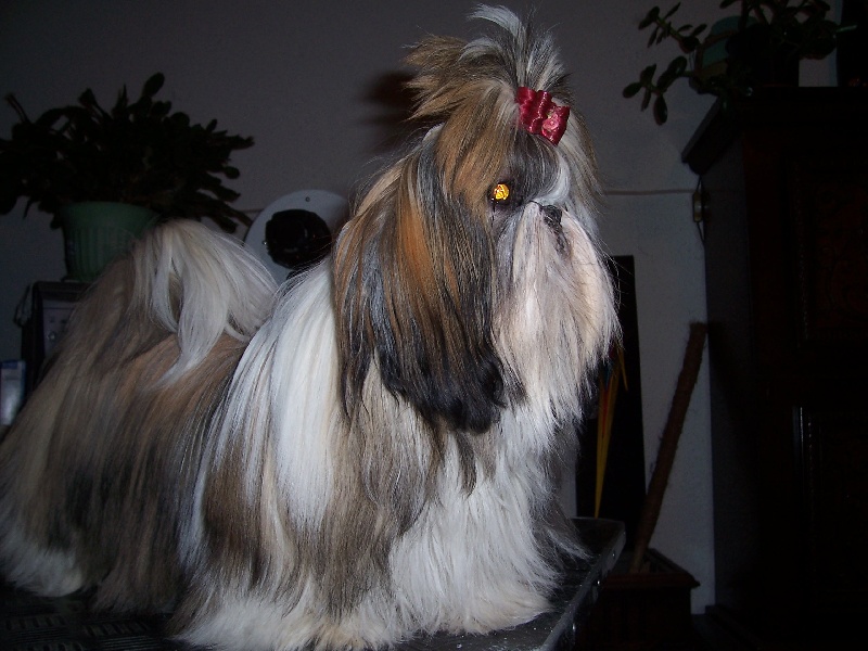 Divhyne dame de coeur Kakou de Neguyland - Excellent classe jeune