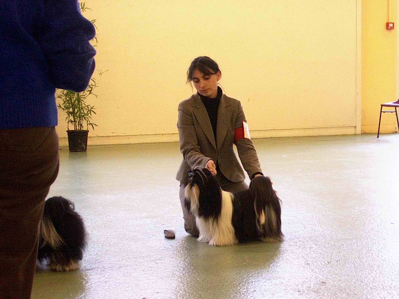 CH. Asian kung fu Kakou de Neguyland - 1er excellent classe jeune