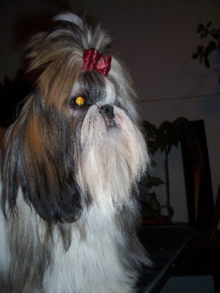 Divhyne dame de coeur Kakou de Neguyland - Excellent classe jeune