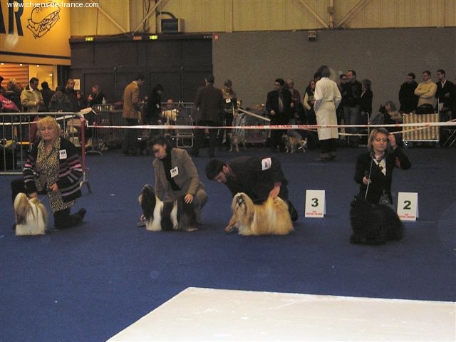 CH. Asian kung fu Kakou de Neguyland - 3eme Excellent classe ouverte