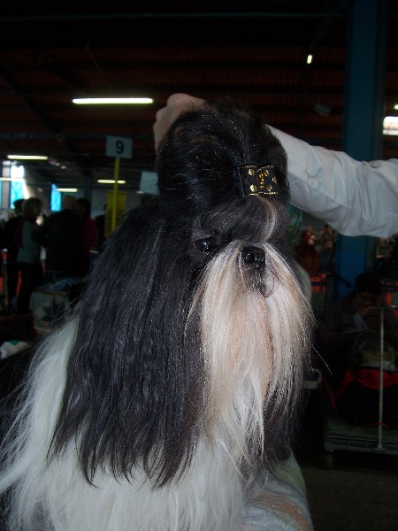 CH. Asian kung fu Kakou de Neguyland - Excellent classe ouverte