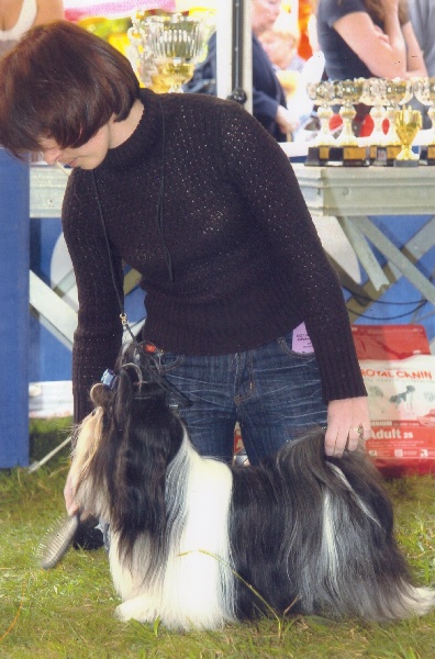 CH. Asian kung fu Kakou de Neguyland - CACS 1er excellent classe ouverte