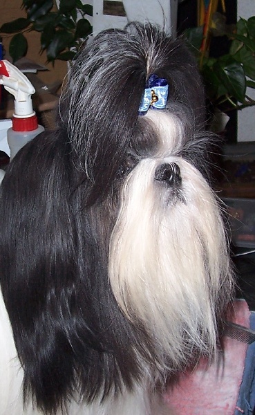 CH. Asian kung fu Kakou de Neguyland - RCACS/RCACIB 2ème excellent classe ouverte