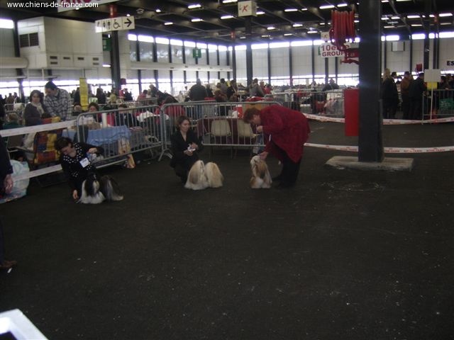 CH. Asian kung fu Kakou de Neguyland - RCACS 2ème excellent classe ouverte