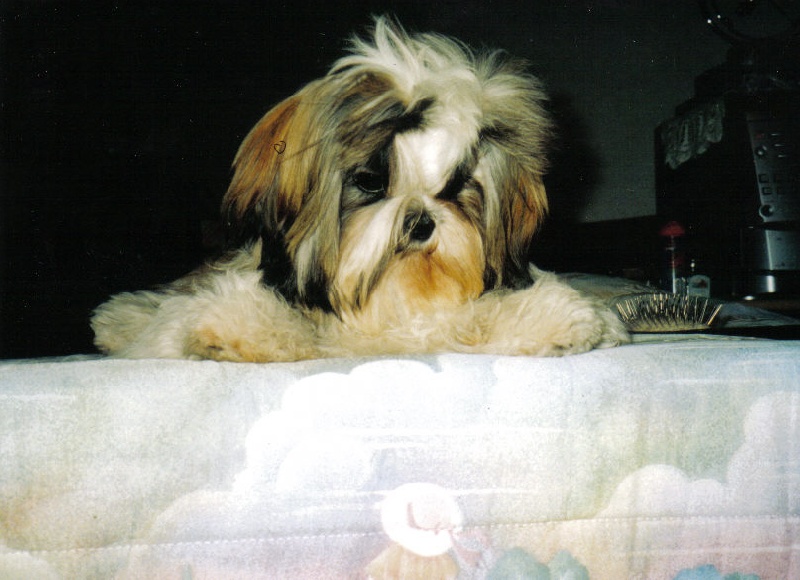 Valinka Du domaine des atlantes - Trés prometteur