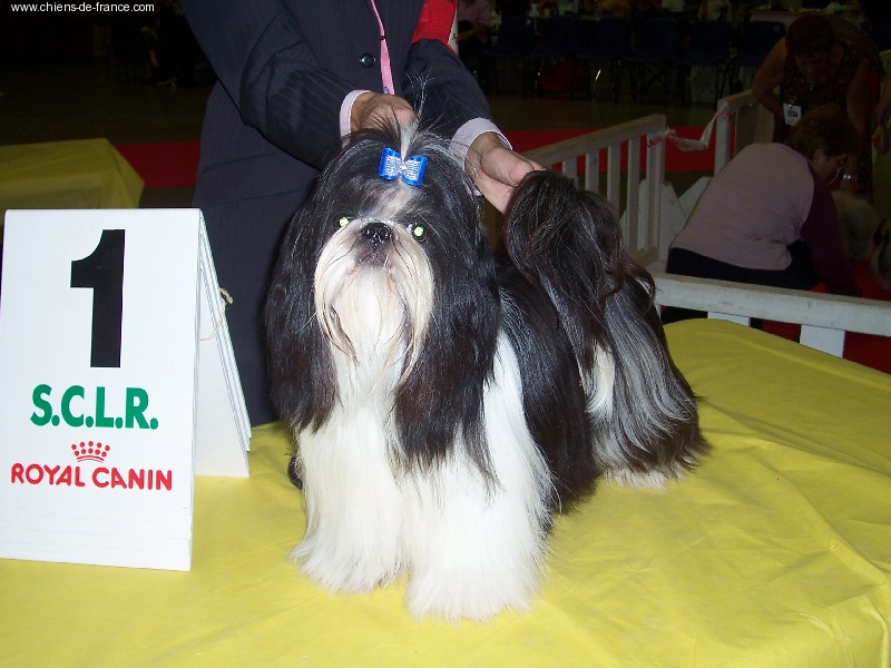 CH. Asian kung fu Kakou de Neguyland - Meilleur jeune 1er excellent