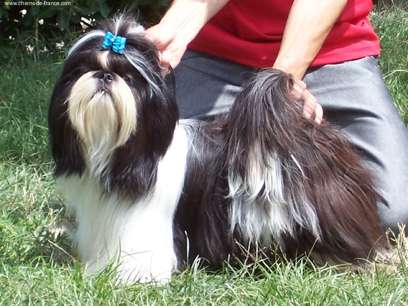 CH. Asian kung fu Kakou de Neguyland - 1er excellent classe jeune