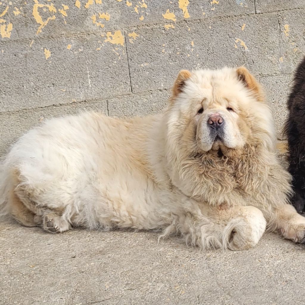 Publication : des préludes du chassignolan Auteur : Preludes du Chassignolan