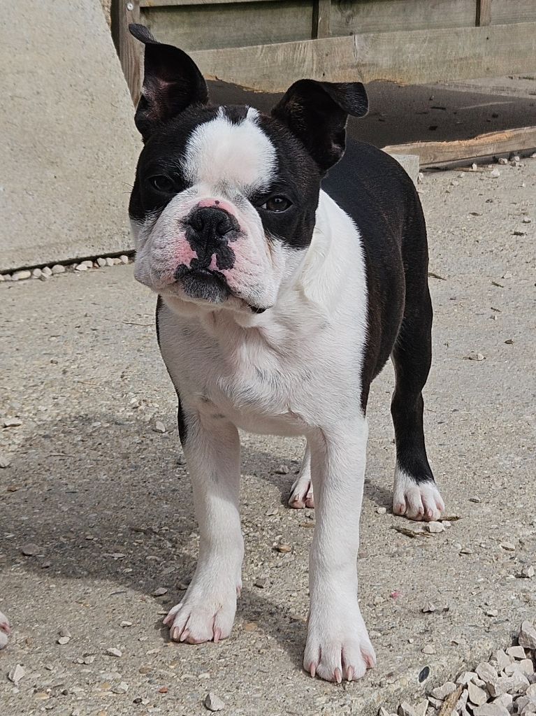 Alpha (collier noir)