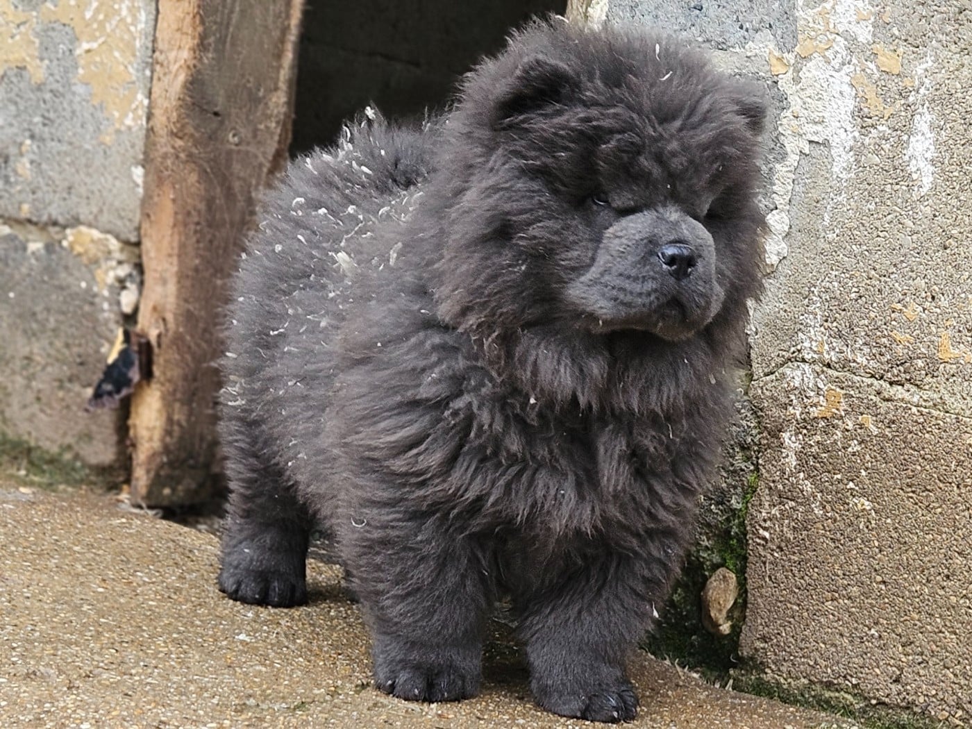 Artémis - collier vert