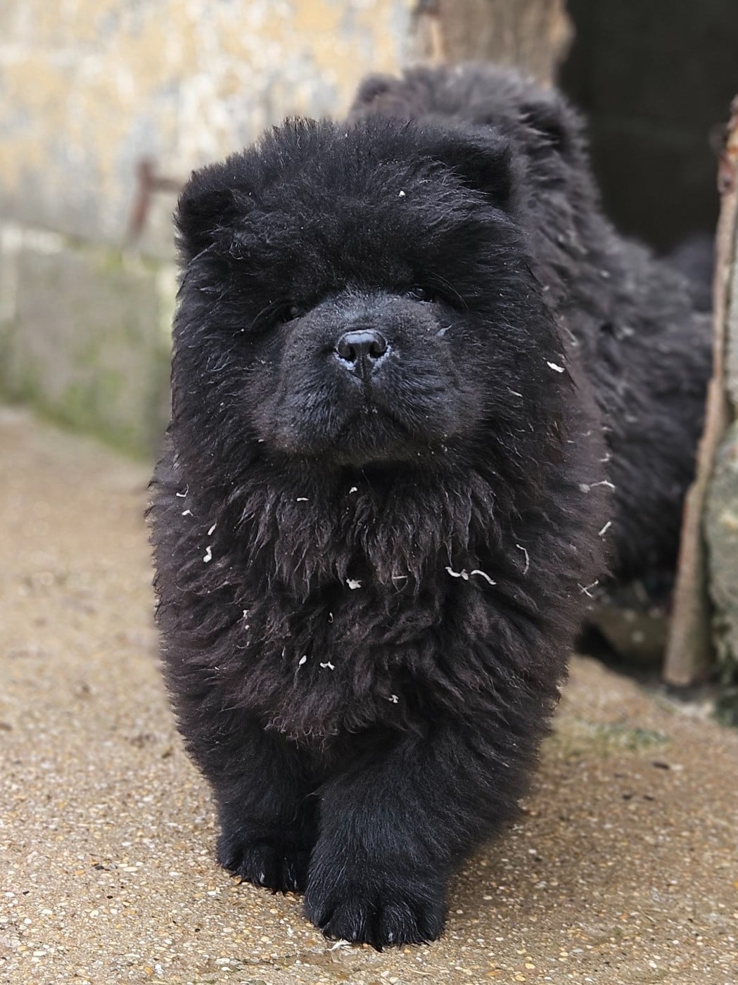 Amarok- collier gris