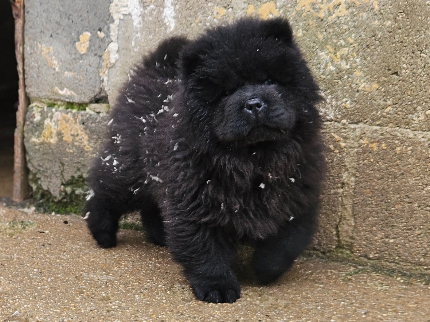 Amarok- collier gris